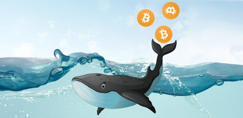 Whales holding over 10,000 BTC are entering distribution phase